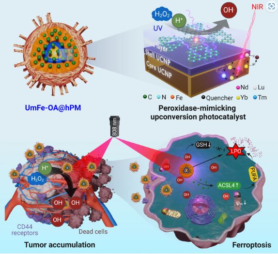약학과 윤유석 교수 연구팀, 삼중음성유방암의 새로운 치료법 제시(2024.07.03.)